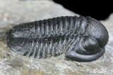 Detailed Gerastos Trilobite Fossil - Morocco #145747-3